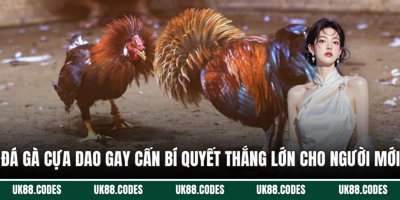 Đá gà cựa dao
