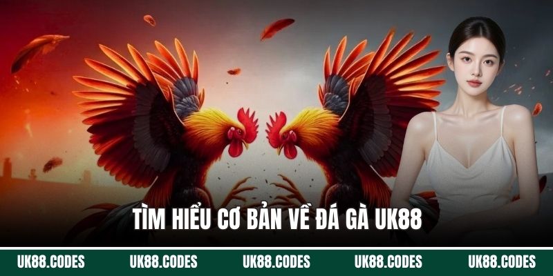 Tìm hiểu cơ bản về đá gà UK88