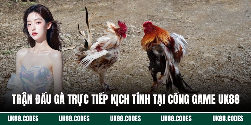 Trận đấu gà trực tiếp kịch tính tại cổng game UK88